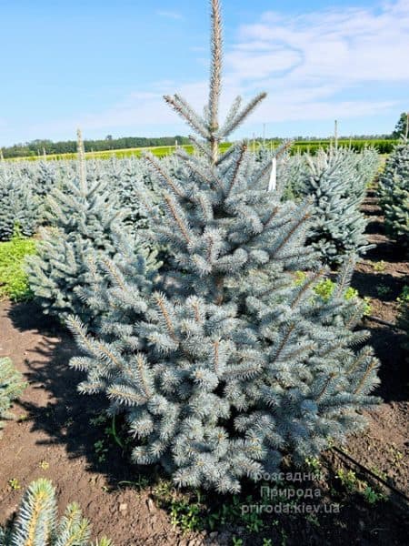 Ялина блакитна Супер Блю Сідлінгс (Picea pungens Super Blue Seedlings) ФОТО Розсадник рослин Природа (9)