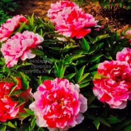 Півонія деревоподібна Dao Jin Shima Nishiki (Paeonia suffruticosa) ФОТО Розсадник рослин Природа (2)