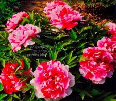 Півонія деревоподібна Dao Jin Shima Nishiki (Paeonia suffruticosa) ФОТО Розсадник рослин Природа (2)