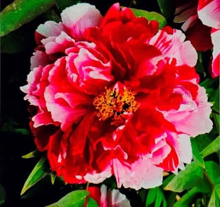 Півонія деревоподібна Dao Jin Shima Nishiki (Paeonia suffruticosa) ФОТО Розсадник рослин Природа (3)