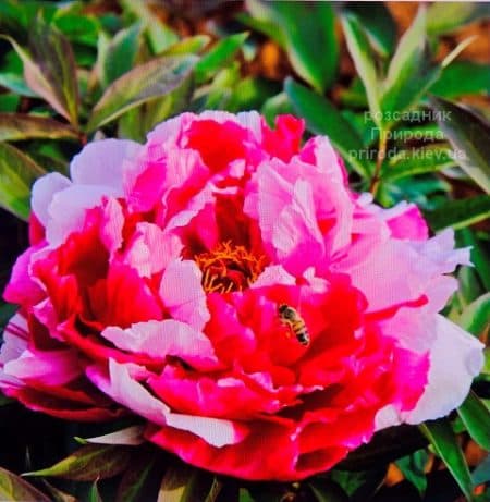 Півонія деревоподібна Dao Jin Shima Nishiki (Paeonia suffruticosa) ФОТО Розсадник рослин Природа (4)