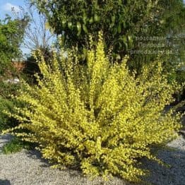 Рокитник Ванес (Cytisus Vanesse) ФОТО Розсадник рослин Природа (1)