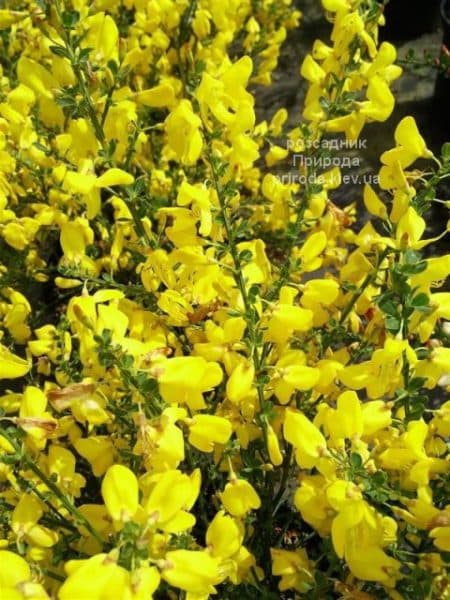 Рокитник Ванес (Cytisus Vanesse) ФОТО Розсадник рослин Природа (2)