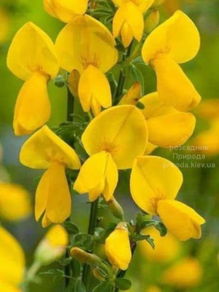 Рокитник Ванес (Cytisus Vanesse) ФОТО Розсадник рослин Природа (3)