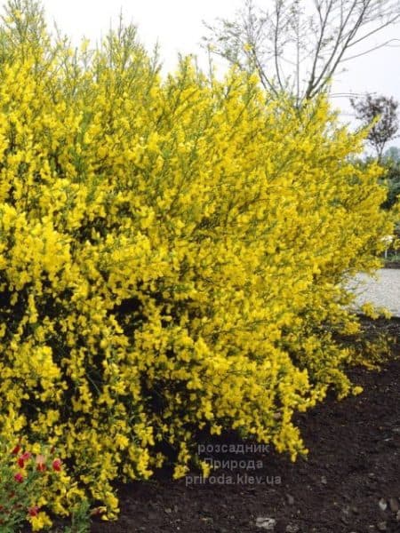 Рокитник Ванес (Cytisus Vanesse) ФОТО Розсадник рослин Природа (4)