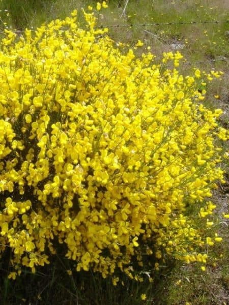 Рокитник Ванес (Cytisus Vanesse) ФОТО Розсадник рослин Природа (5)