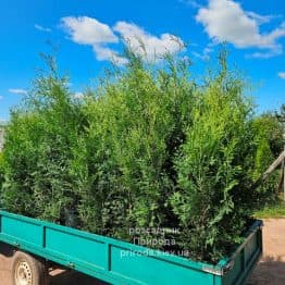 Туя західна Брабант (Thuja occidentalis Brabant) ФОТО Розсадник рослин Природа (116)