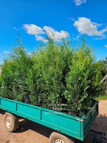 Туя західна Брабант (Thuja occidentalis Brabant) ФОТО Розсадник рослин Природа (116)