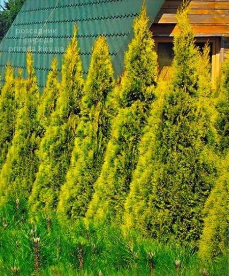 Туя західна Голден Брабант (Thuja occidentalis Golden Brabant) ФОТО Розсадник рослин Природа