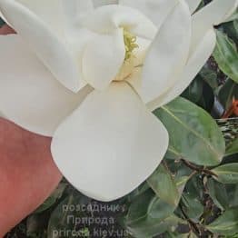 Магнолія вічнозелена великоквіткова Літл Джем (Magnolia grandiflora Little Gem) ФОТО Розсадник рослин Природа (18)