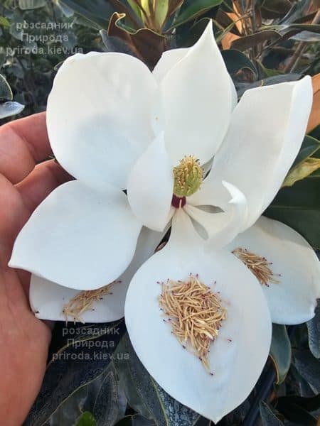 Магнолія вічнозелена великоквіткова Літл Джем (Magnolia grandiflora Little Gem) ФОТО Розсадник рослин Природа (19)