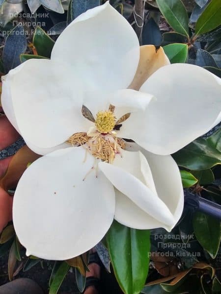 Магнолія вічнозелена великоквіткова Літл Джем (Magnolia grandiflora Little Gem) ФОТО Розсадник рослин Природа (20)