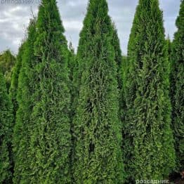 Туя західна Смарагд (Thuja occidentalis Smaragd) ФОТО Розсадник рослин Природа (17)