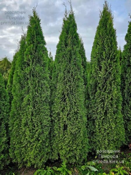 Туя західна Смарагд (Thuja occidentalis Smaragd) ФОТО Розсадник рослин Природа (17)