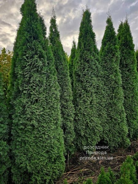 Туя західна Смарагд (Thuja occidentalis Smaragd) ФОТО Розсадник рослин Природа (18)