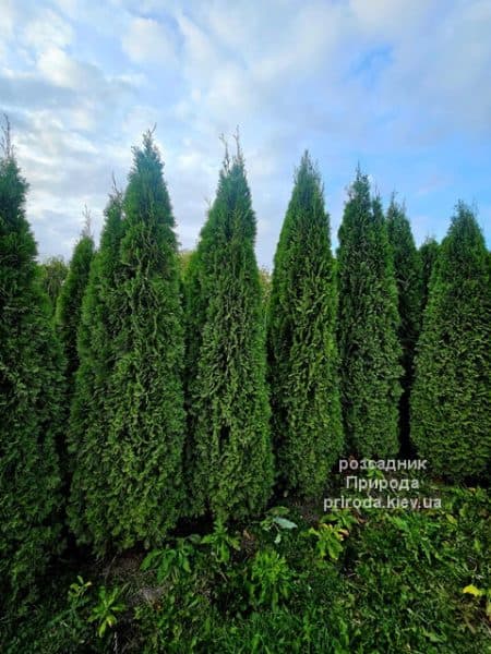 Туя західна Смарагд (Thuja occidentalis Smaragd) ФОТО Розсадник рослин Природа (19)