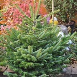 Ялиця Нордмана (Кавказька) (Abies Nordmanniana) ФОТО Розсадник рослин Природа (1)