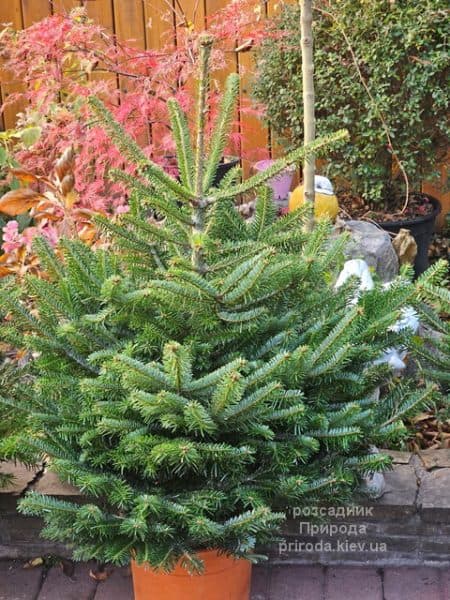 Ялиця Нордмана (Кавказька) (Abies Nordmanniana) ФОТО Розсадник рослин Природа (1)