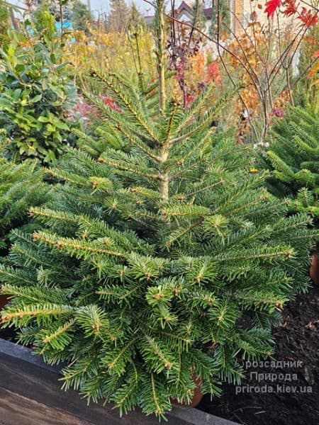 Ялиця Нордмана (Кавказька) (Abies Nordmanniana) ФОТО Розсадник рослин Природа (3)