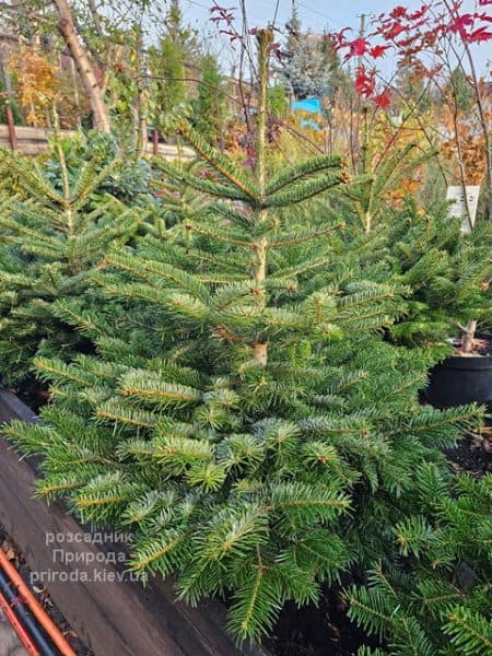 Ялиця Нордмана (Кавказька) (Abies Nordmanniana) ФОТО Розсадник рослин Природа (4)