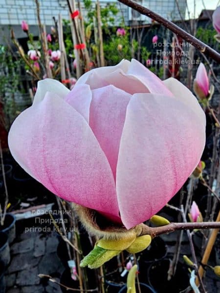 Магнолія Форест Пінк (Magnolia Forrest's Pink) ФОТО Розсадник рослин Природа (27)