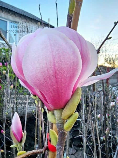 Магнолія Форест Пінк (Magnolia Forrest's Pink) ФОТО Розсадник рослин Природа (30)