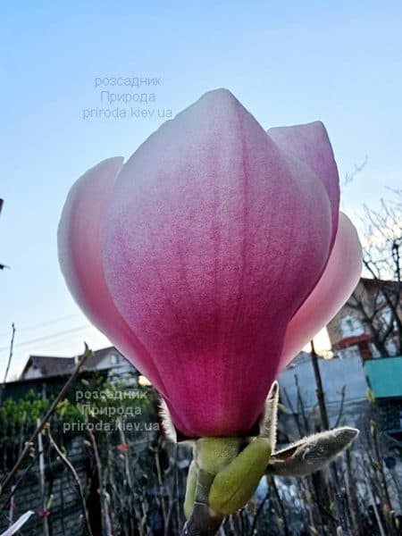 Магнолія Форест Пінк (Magnolia Forrest's Pink) ФОТО Розсадник рослин Природа (32)