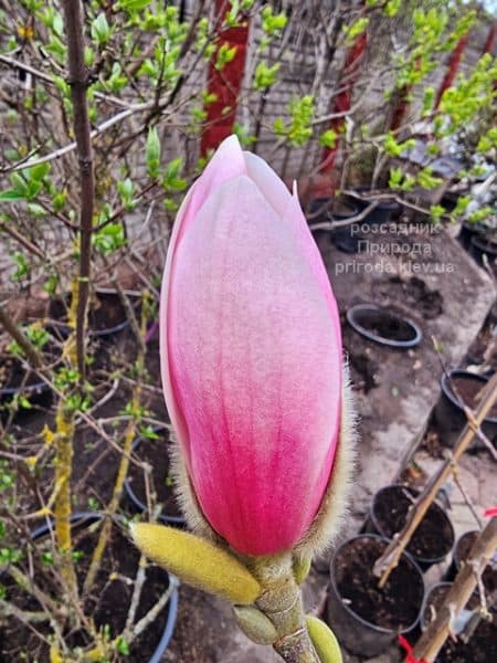 Магнолія Форест Пінк (Magnolia Forrest's Pink) ФОТО Розсадник рослин Природа (4)