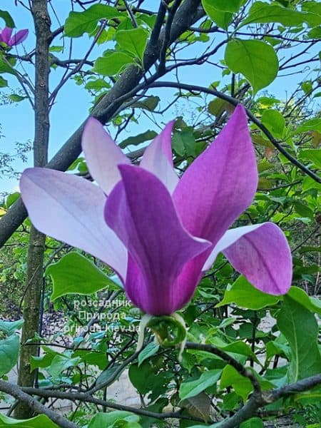 Магнолія Нігра (Magnolia lilliflora Nigra) ФОТО Розсадник рослин Природа (2)