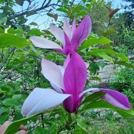 Магнолія Нігра (Magnolia lilliflora Nigra) ФОТО Розсадник рослин Природа (3)