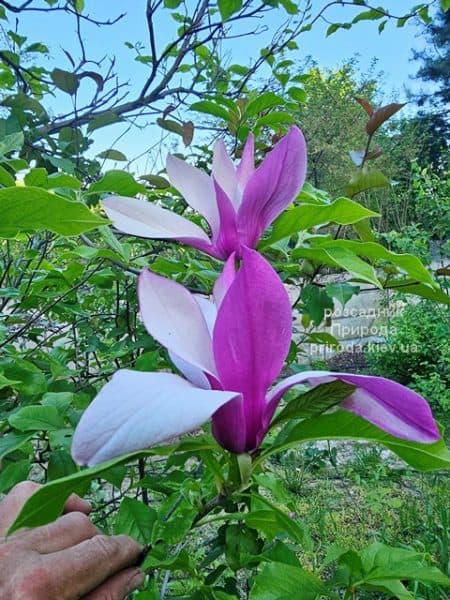 Магнолія Нігра (Magnolia lilliflora Nigra) ФОТО Розсадник рослин Природа (3)