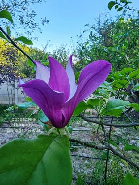 Магнолія Нігра (Magnolia lilliflora Nigra) ФОТО Розсадник рослин Природа (5)