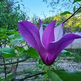 Магнолія Нігра (Magnolia lilliflora Nigra) ФОТО Розсадник рослин Природа (6)