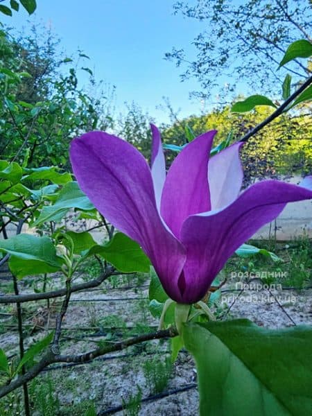 Магнолія Нігра (Magnolia lilliflora Nigra) ФОТО Розсадник рослин Природа (6)