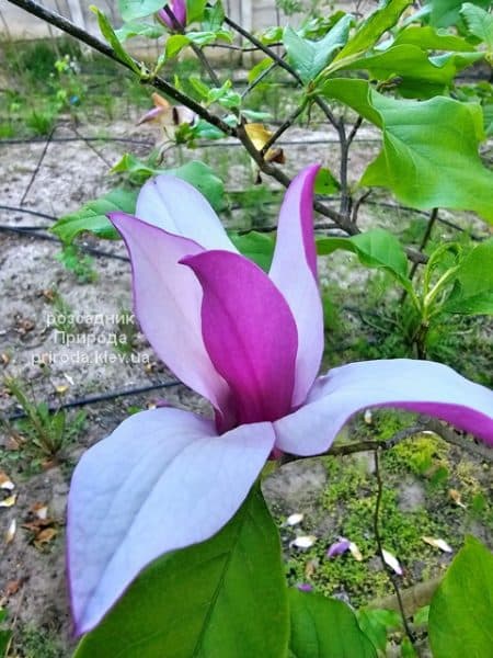 Магнолія Нігра (Magnolia lilliflora Nigra) ФОТО Розсадник рослин Природа (7)