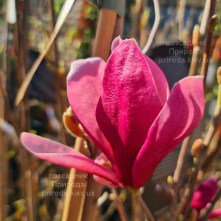 Магнолія Янс Ред (Magnolia Ian’s Red) ФОТО Розсадник рослин Природа (2)