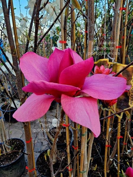 Магнолія Янс Ред (Magnolia Ian’s Red) ФОТО Розсадник рослин Природа (3)