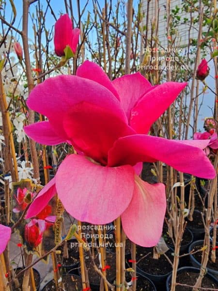 Магнолія Янс Ред (Magnolia Ian’s Red) ФОТО Розсадник рослин Природа (5)