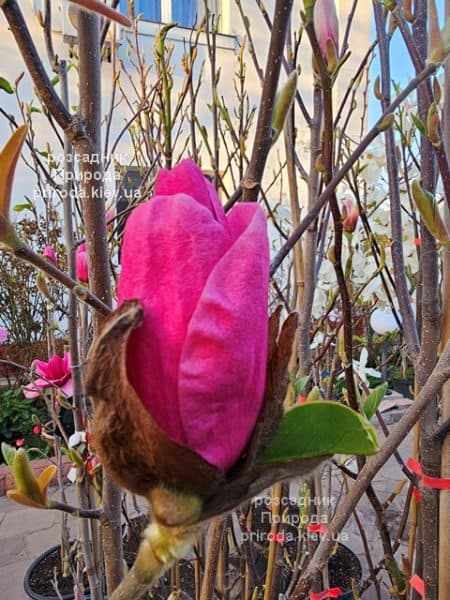 Магнолія Янс Ред (Magnolia Ian’s Red) ФОТО Розсадник рослин Природа (9)