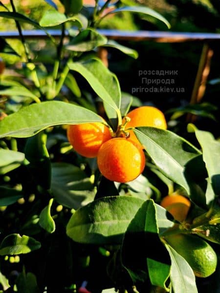 Цитрус Кумкват (Citrus kumquat) ФОТО ФОТО Розсадник рослин Природа (2)