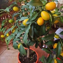 Цитрус Кумкват (Citrus kumquat) ФОТО ФОТО Розсадник рослин Природа (4)