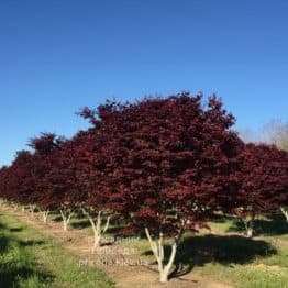 Клен японський Бладгуд (Acer palmatum Bloodgood) (1)