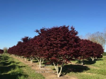 Клен японський Бладгуд (Acer palmatum Bloodgood) (1)