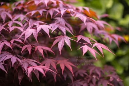 Клен японський Бладгуд (Acer palmatum Bloodgood) (3)