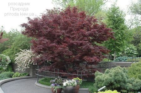 Клен японський Бладгуд (Acer palmatum Bloodgood) (4)