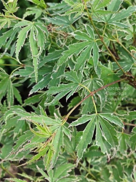 Клен японський Баттерфляй (Acer palmatum Butterfly) ФОТО Розсадник рослин Природа (2)