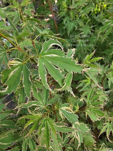 Клен японський Баттерфляй (Acer palmatum Butterfly) ФОТО Розсадник рослин Природа (4)