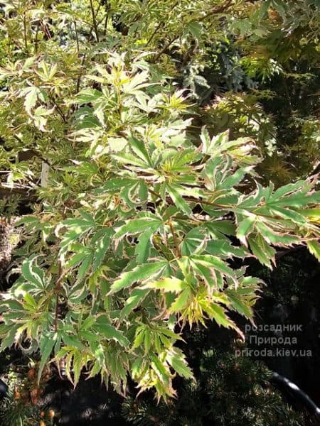 Клен японський Баттерфляй (Acer palmatum Butterfly) ФОТО Розсадник рослин Природа (5)