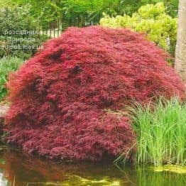 Клен японський Десхойо (Acer palmatum Deshojo)