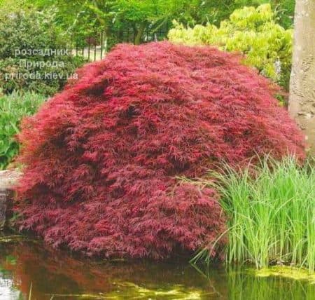 Клен японський Десхойо (Acer palmatum Deshojo)